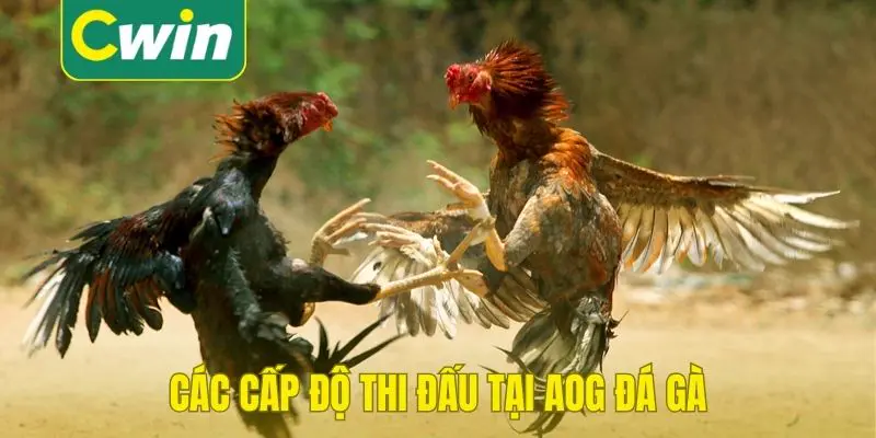 Các cấp độ thi đấu tại AOG đá gà