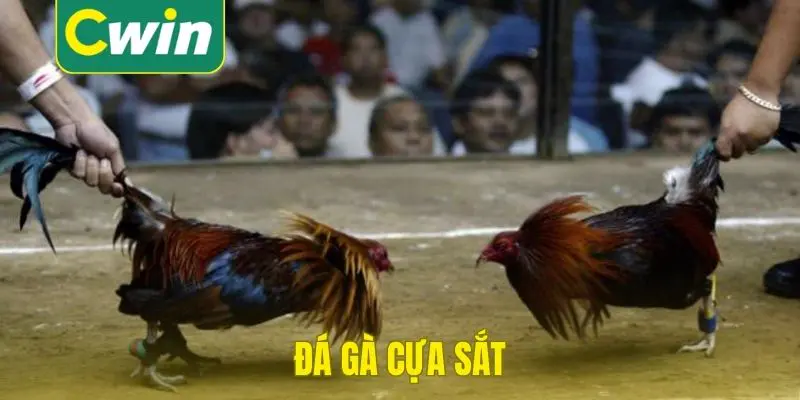 đá gà cựa sắt