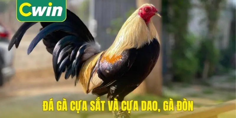 Cân nhắc giữa đá gà cựa sắt và cựa dao, gà đòn