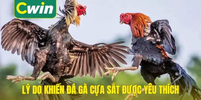 Lý do khiến đá gà cựa sắt được yêu thích hơn cả