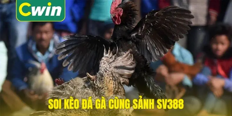 Soi kèo đá gà cùng sảnh SV388