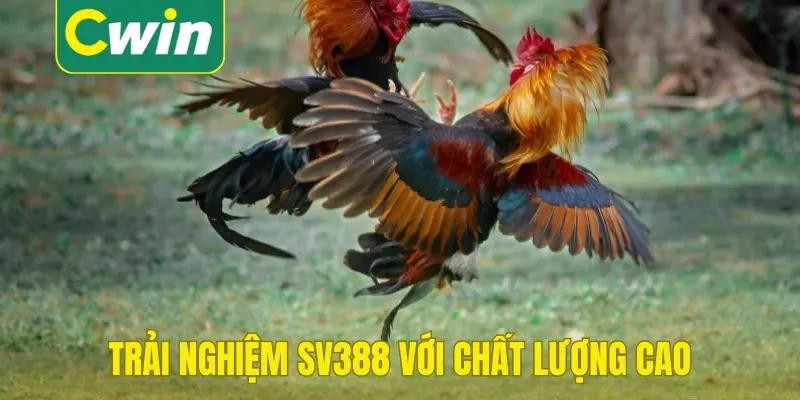 Trải nghiệm SV388 với chất lượng cao